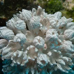 Pulsating Xenid, photo 8