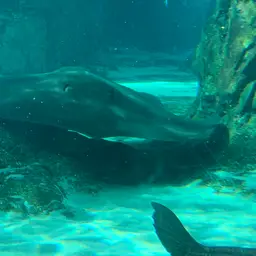 Giant freshwater whipray, photo 2