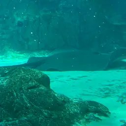 Giant freshwater whipray, photo 3