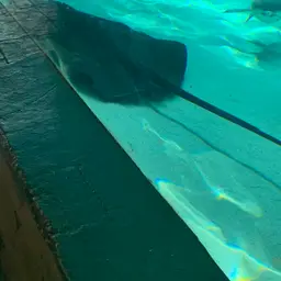Giant freshwater whipray, photo 4