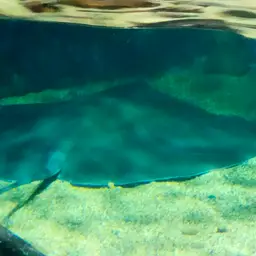 Giant freshwater whipray, photo 6