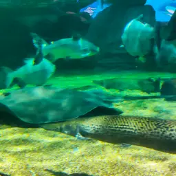 Giant freshwater whipray, photo 7
