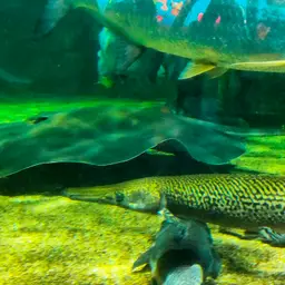 Giant freshwater whipray, photo 8