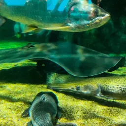 Giant freshwater whipray, photo 9