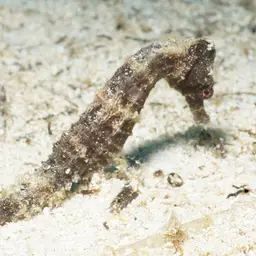 Sea Pony, photo 2