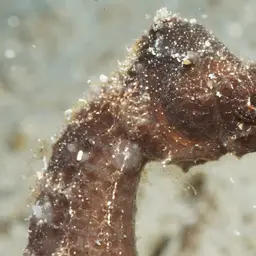 Sea Pony, photo 3