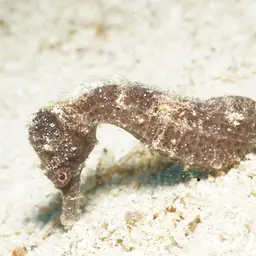 Sea Pony, photo 4