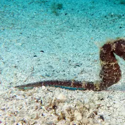 Sea Pony, photo 5