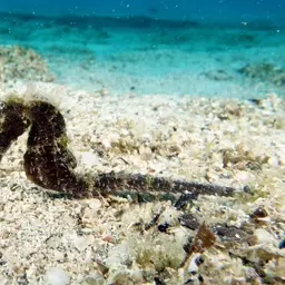 Sea Pony, photo 6