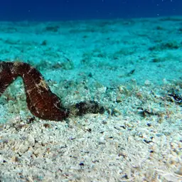 Sea Pony, photo 7