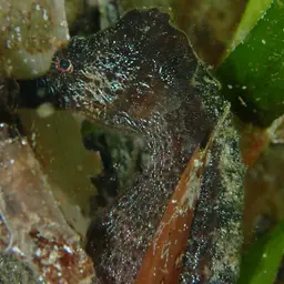 Sea Pony, photo 8