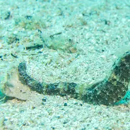 Sea Pony, photo 10
