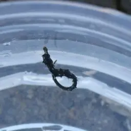 Giant Seahorse, photo 2