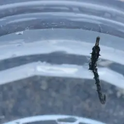 Giant Seahorse, photo 3
