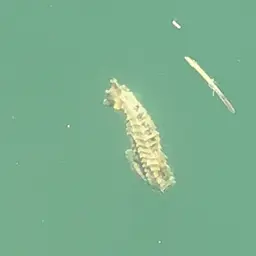 Giant Seahorse, photo 4