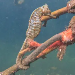 Giant Seahorse, photo 5