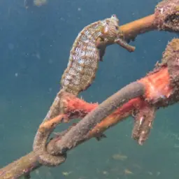 Giant Seahorse, photo 6