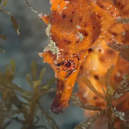 Giant Seahorse, photo 7