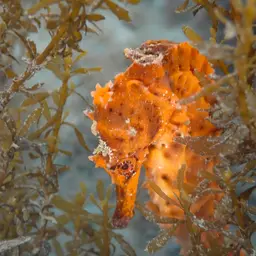 Giant Seahorse, photo 8