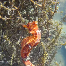 Giant Seahorse, photo 9