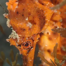 Giant Seahorse, photo 10
