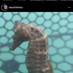 Giant Seahorse, photo 11
