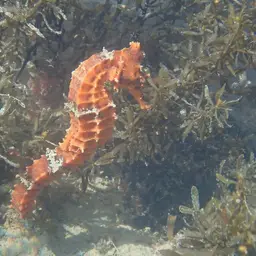 Giant Seahorse, photo 12