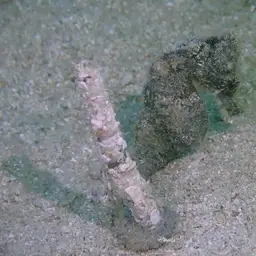 Yellow Seahorse