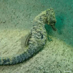 Yellow Seahorse, photo 2