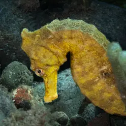 Yellow Seahorse, photo 3