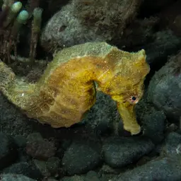 Yellow Seahorse, photo 4
