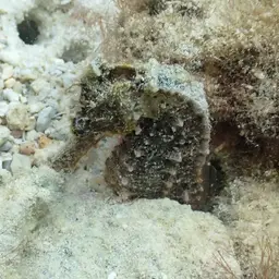 Yellow Seahorse, photo 5