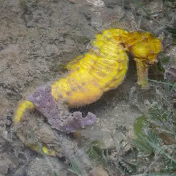 Yellow Seahorse, photo 6