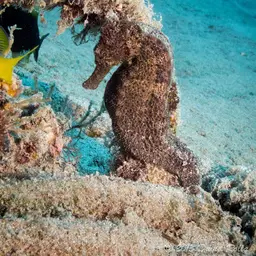 Yellow Seahorse, photo 7