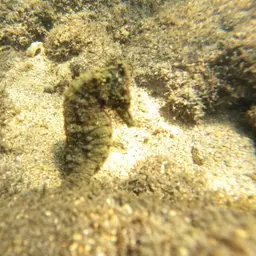 Yellow Seahorse, photo 8
