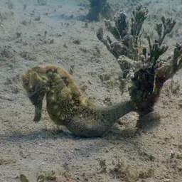 Yellow Seahorse, photo 9