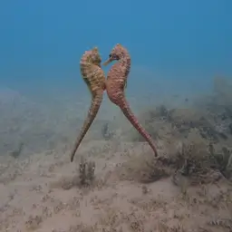 Yellow Seahorse, photo 10