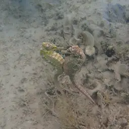 Yellow Seahorse, photo 11