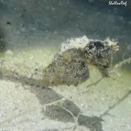 Yellow Seahorse, photo 12