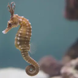 Pacific Seahorse