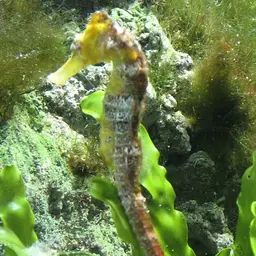 Brazilian Seahorse