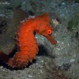Brazilian Seahorse, photo 2