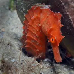 Brazilian Seahorse, photo 3