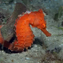 Brazilian Seahorse, photo 4