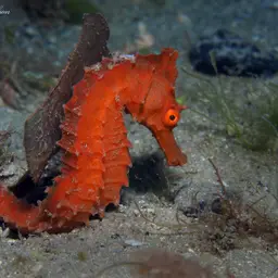 Brazilian Seahorse, photo 5