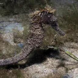 Brazilian Seahorse, photo 6