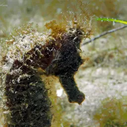 Brazilian Seahorse, photo 7