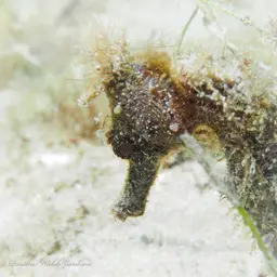 Brazilian Seahorse, photo 8