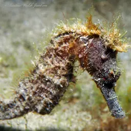 Brazilian Seahorse, photo 9