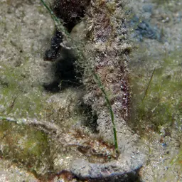 Brazilian Seahorse, photo 10